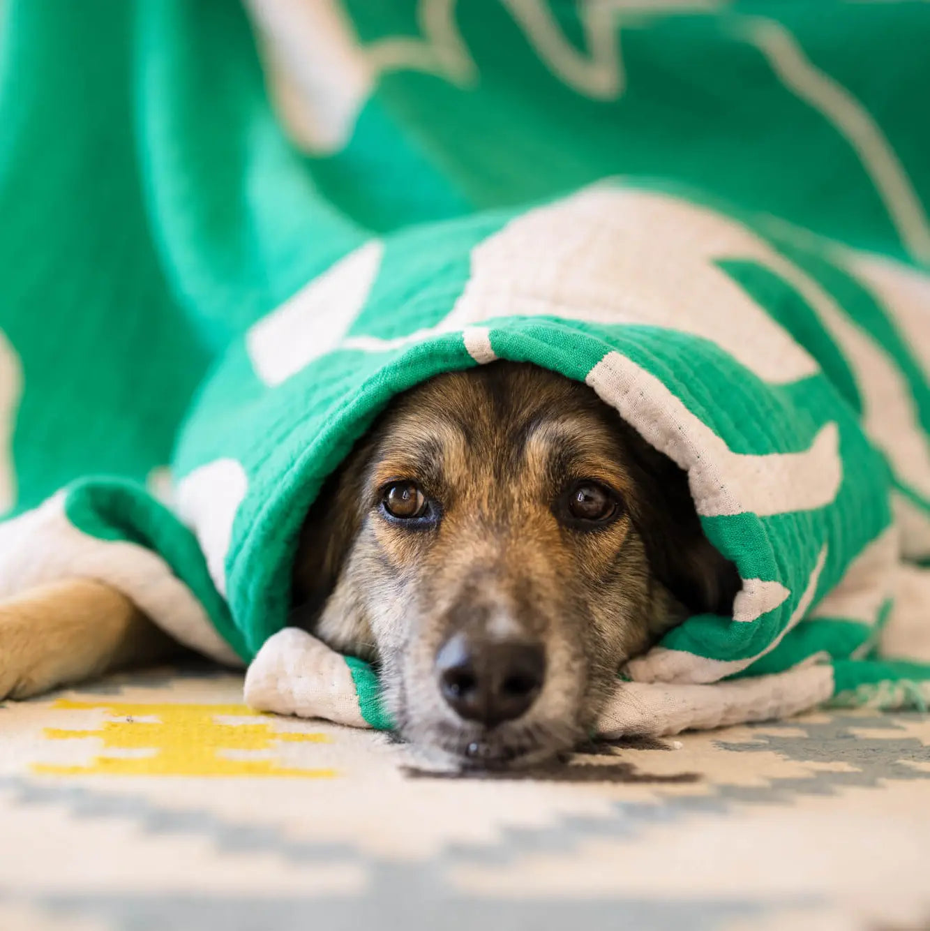Hund in grüne Kuscheldecke eingewickelt