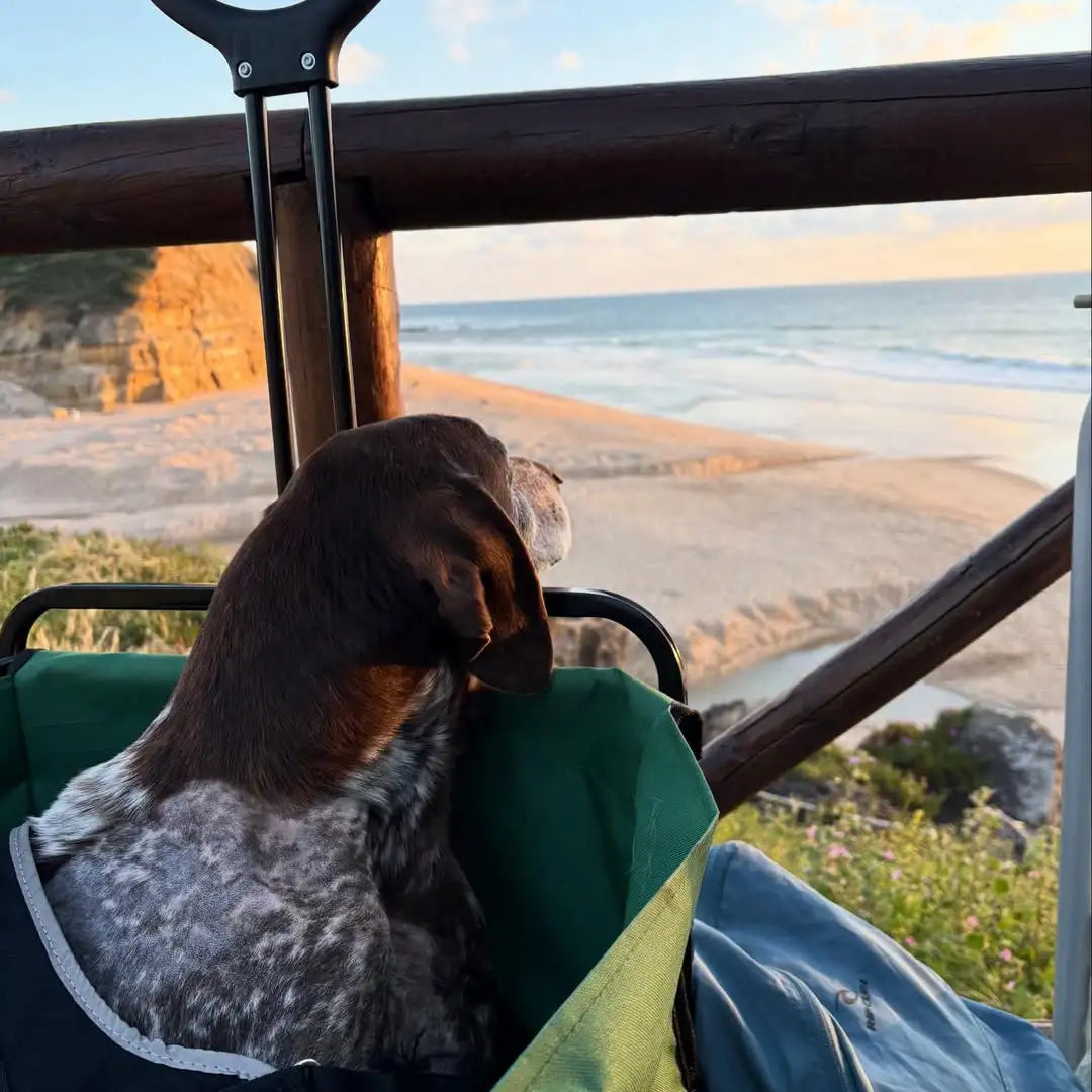 Hund aus dem Tierschutz in Portugal mit Blick auf Strand und Küste