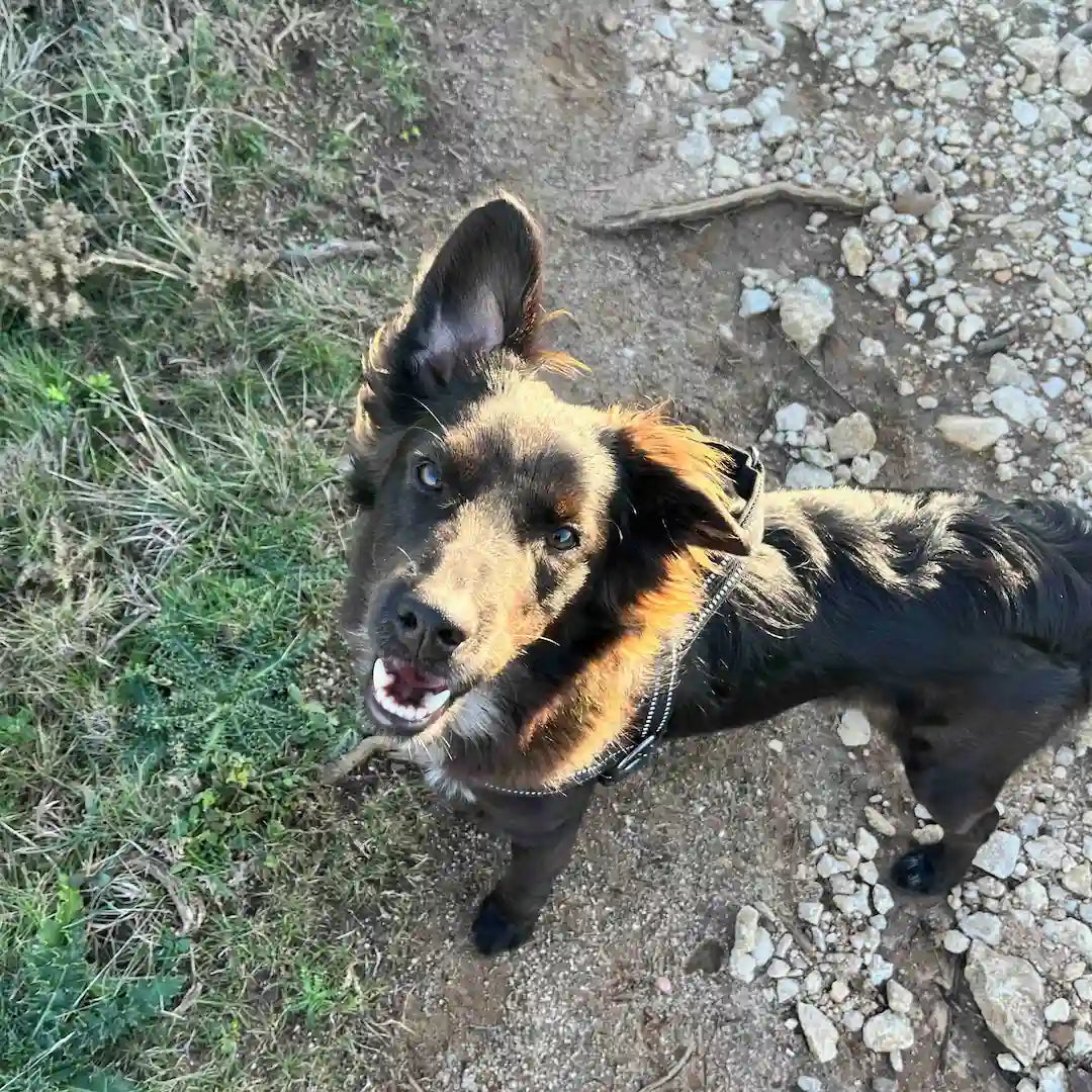 Schwarzer Hund aus dem Tierschutz in Portugal 